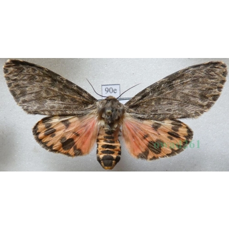 Olepa schleini Witt et al., 2005 female Isreal90e RARE!!!